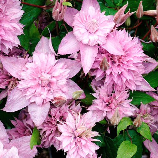 КЛЕМАТИС Мульти Пинк Разбор I Кол-во упак., шт 1