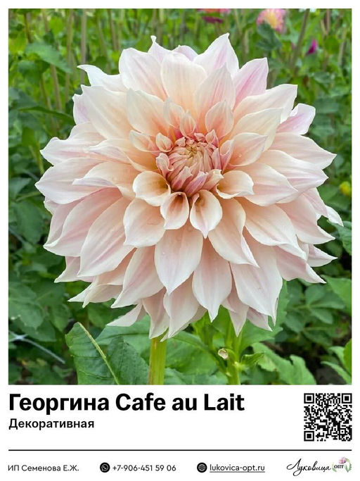Георгина Cafe au Lait (Декоративная)