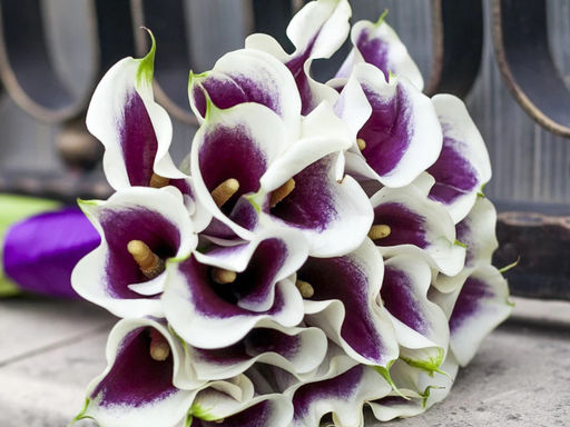 Калла Picasso (Пикассо) - Долина роз фото 8