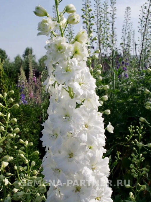 Дельфиниум Дабл Инносен - Партнер фото 5