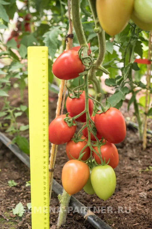 Томат Марселон - Партнер фото 8