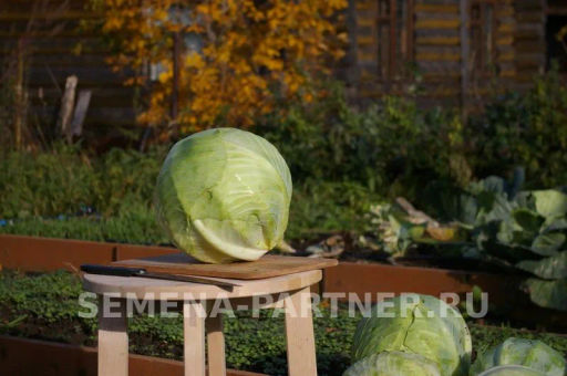 Капуста белокочанная позднеспелая Валентина - Партнер фото 4