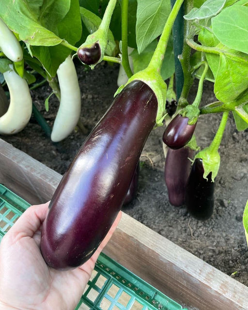 Баклажан ЛИРИКА  Жаростойкий! Без шипов! Устойчив к паутинному клещу! - Уральский дачник фото 3