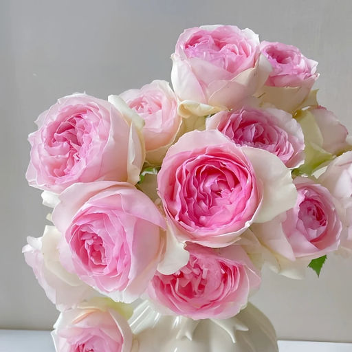 Роза Пьер де Ронсар