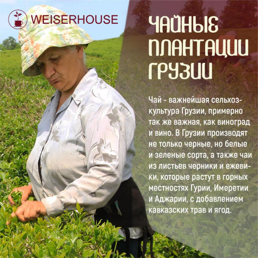 Живой чай / Горный Имеретинский чай (живой чай) 1 уп. * 200 гр - Weiserhouse фото 6