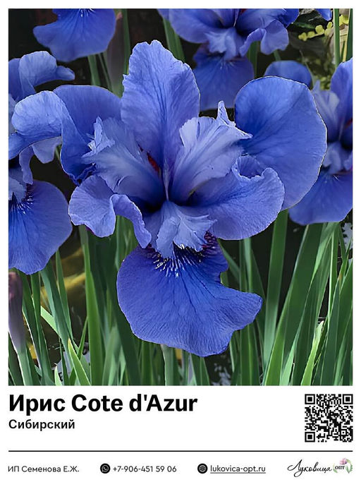 Ирис Cote dAzur (Сибирский)