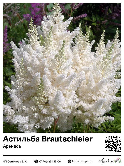 Астильба Brautschleier (Арендса)