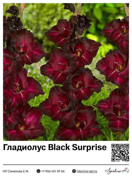 Гладиолус Black Surprise