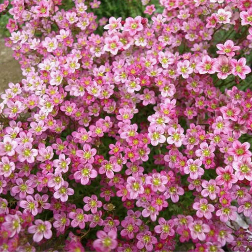 5233D Камнеломка Арендса Хайлендер Роуз Шейдс 5шт