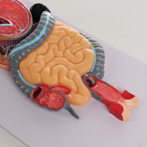 Анатомическая модель «Макет пищеварительной системы человека», 90×32 см