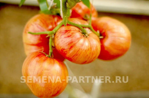 Томат Винтаж - Партнер фото 7