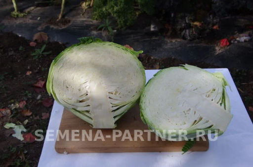 Капуста белокочанная позднеспелая Килатон - Партнер фото 7