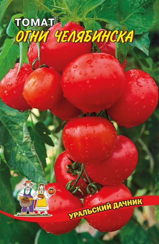 Томат ОГНИ ЧЕЛЯБИНСКА Необычайно вкусны! Урожая хватит на все запланированные заготовки, да ещё и родственникам дадите! - Уральский дачник фото 2