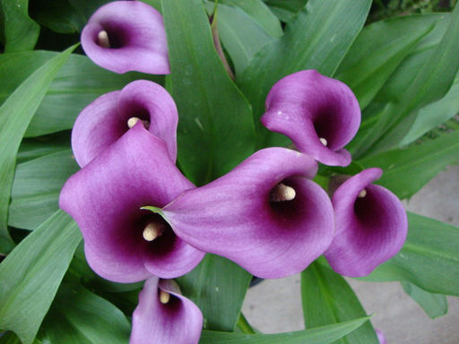 Калла Paco (Пако) - Долина роз фото 6