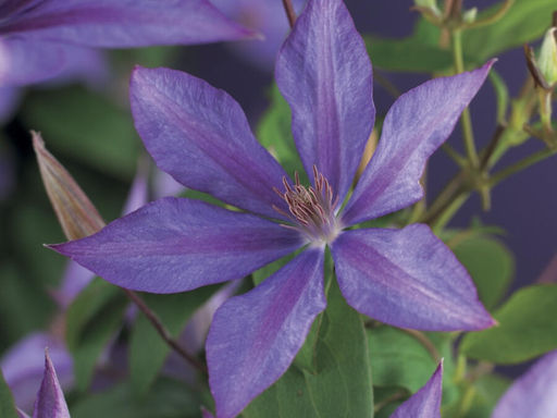 Клематис Дороти Валтон - Долина роз фото 3