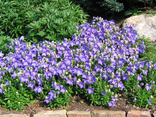 Ширококолокольчик (платикодон) синий - Долина роз фото 4