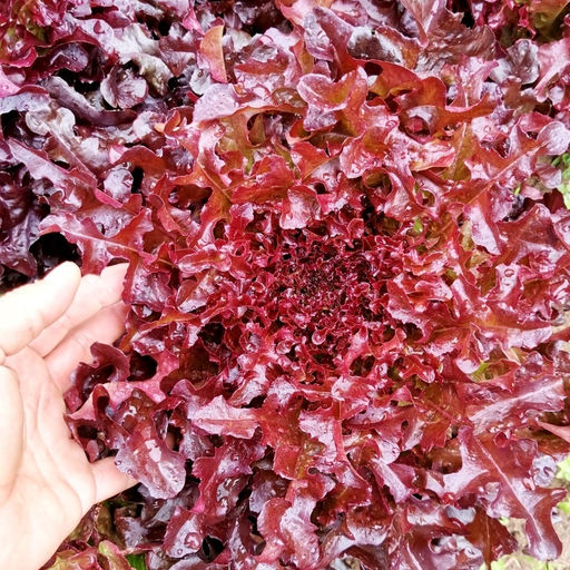 Салат Дыхание Красного Дракона