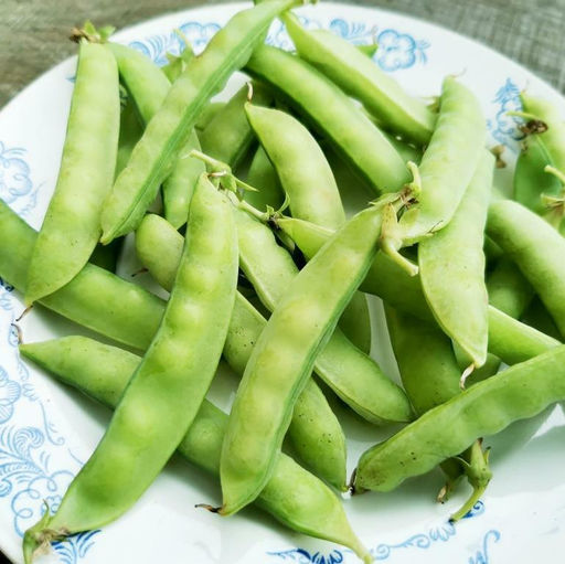 Карликовый Снежный Горошек Норли Мангетоут - Norli Mangetout Pea - Дом помидоров фото 4