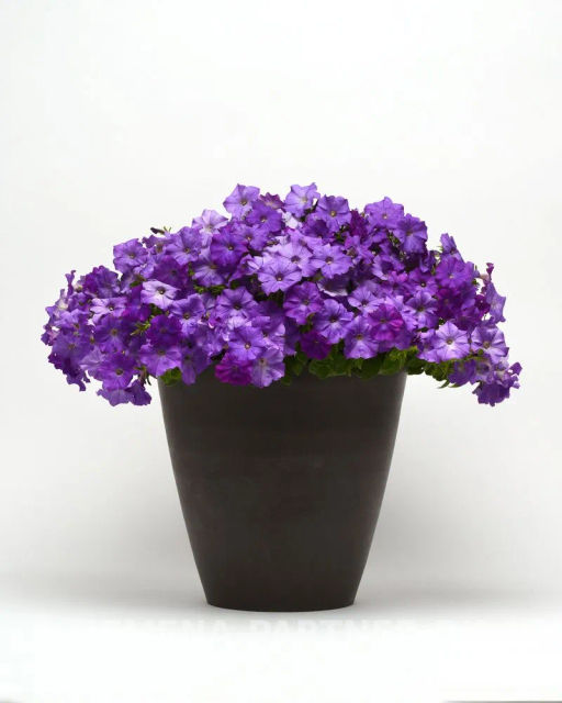 Петуния Шок Вэйв Деним многоцветковая каскадная - Партнер фото 6