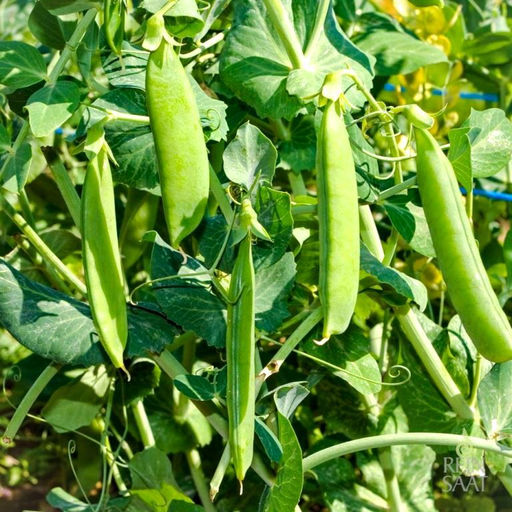 Горох Немецкий Деревенский - Zuckererbse