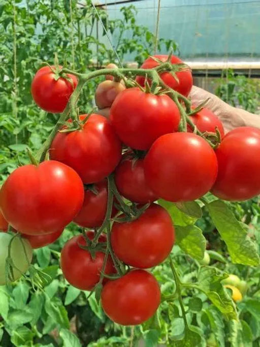 Томат Анюта F1 10шт. (Семко)