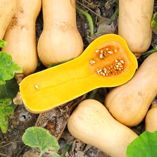 Уолтемская Тыква Баттернат — Waltham Butternut Squash