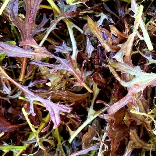 Мизуна - Ажурная Японская Капуста - ? ?? - Aka Mizuna