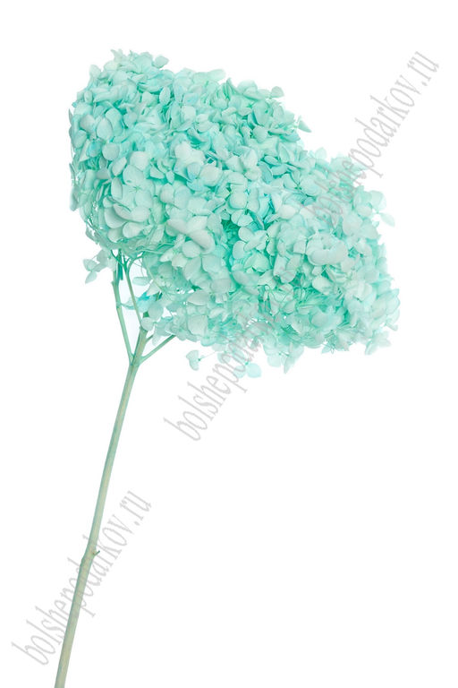 Сухоцветы декоративные 60 см "Гортензия" (SF-2838) аквамариновый