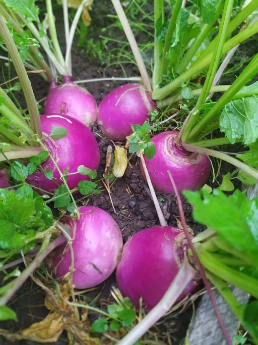 Репа РОЗОВЫЙ МЁД сахарная! Устойчива к цветушности! Полезна при диабете и ожирении! - Уральский дачник фото 4