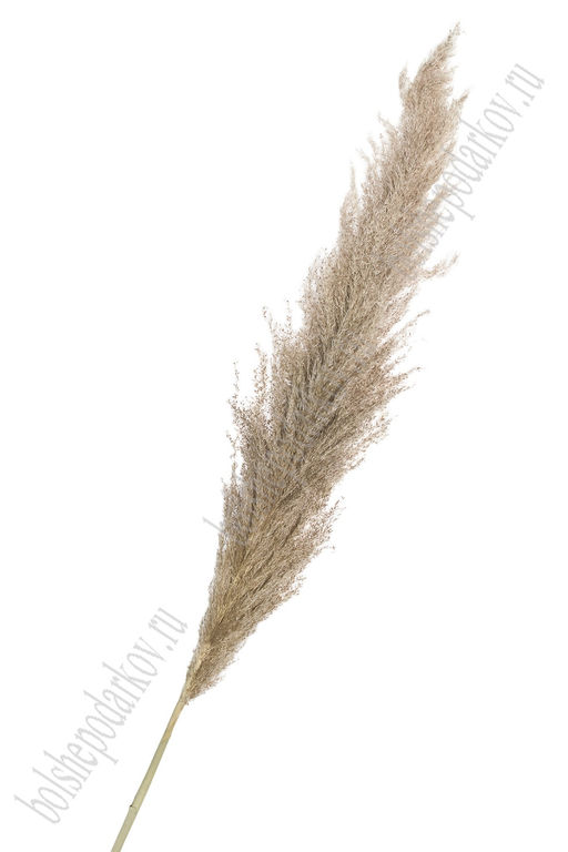 Сухоцветы декоративные 140 см "Пампасная трава" (SF-2838) №11
