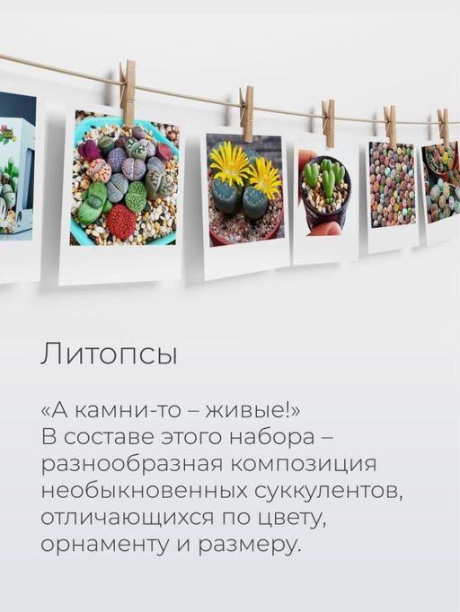 Набор д/выращивания "Магия цветов", "Литопсы микс (живые камни)"