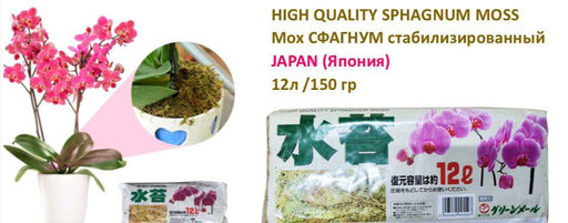 Мох СФАГНУМ стабилизированный