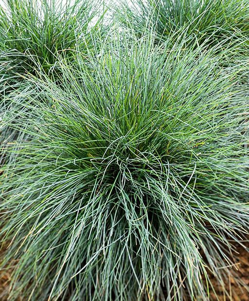 Овсяница сизая "Варна" 1 год ЗКС тара 0,5л