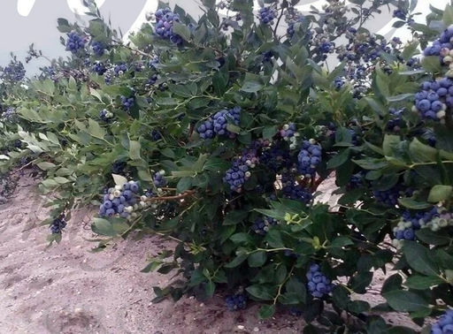 Голубика Легаси С5 3 года