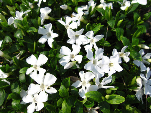 Барвинок белый - Долина роз фото 5