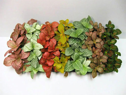 Фиттония (цена за 1 шт.)