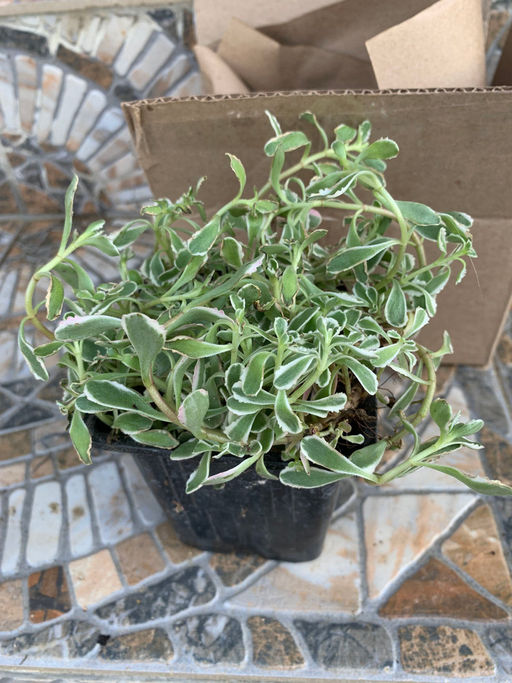 Очиток ложный Триколор