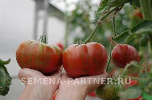 Томат Полосатый Шоколад - Партнер фото 7