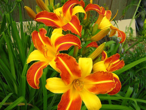 Лилейник Frans Hals (Франс Холс) - Долина роз фото 2