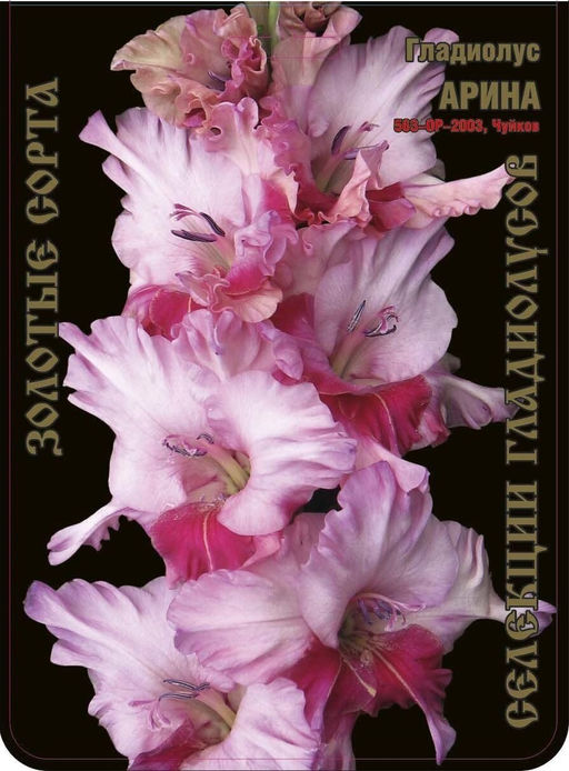 Гладиолус Арина 563,Чуйков Экстра 7шт (Ф)
