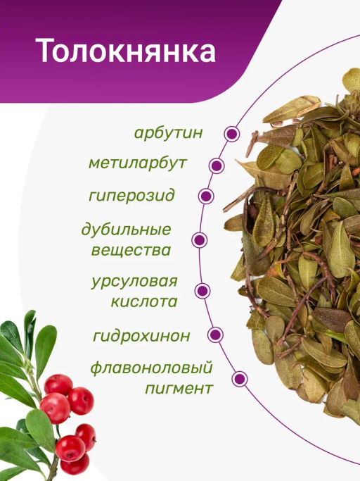 Толокнянка - Травы горного крыма фото 3