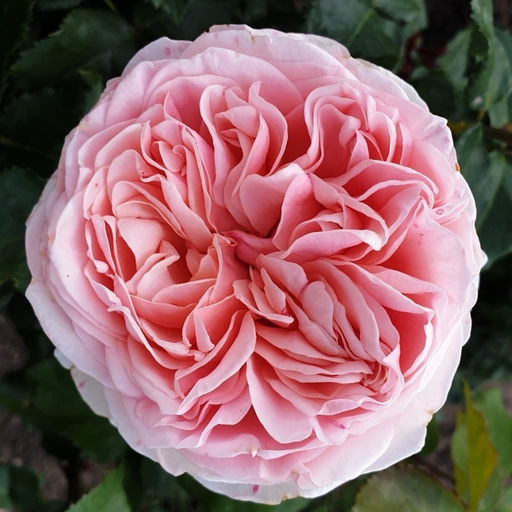 Роза Амороза