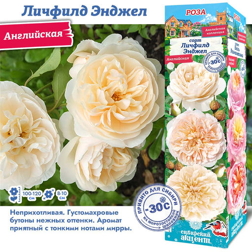 Роза Личфилд Энджел (Английская) 1шт