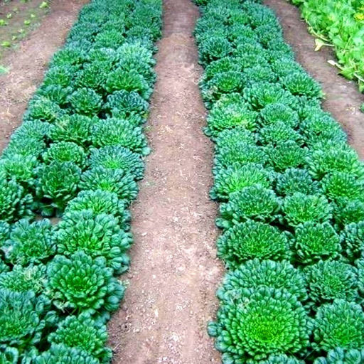 Шпинатная Китайская Капуста Ву Та Цай - ???- Spinach Chinese Cabbage Wu Ta Cai