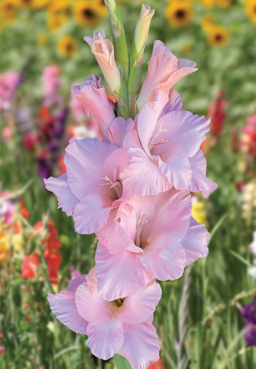 ГЛАДИОЛУС Джарама Разбор 10/12 Кол-во упак., шт 8