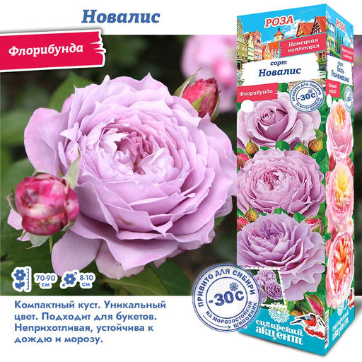 Роза Новалис (Флорибунда) 1шт