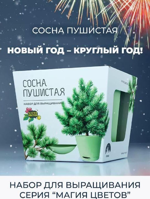 Набор для выращивания растений "Магия Цветов", "Сосна пушистая"