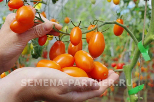 Томат Черри Ля Мур - Партнер фото 8