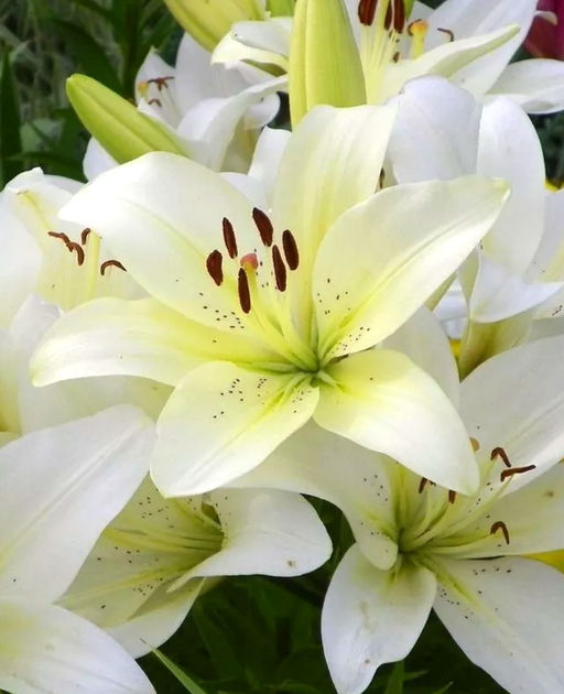 ЛИЛИЯ Сноудон Разбор 12/14 Кол-во упак., шт 5