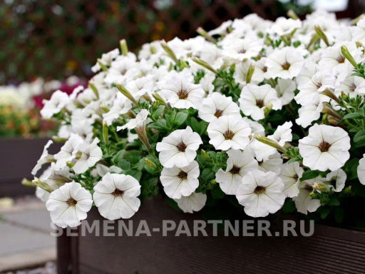 Петуния Мон Амур Виржини прямостоячая белая с глазком - Партнер фото 4
